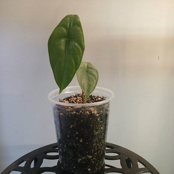 Alocasia Puncak Borneensis - Picture 6 of 6